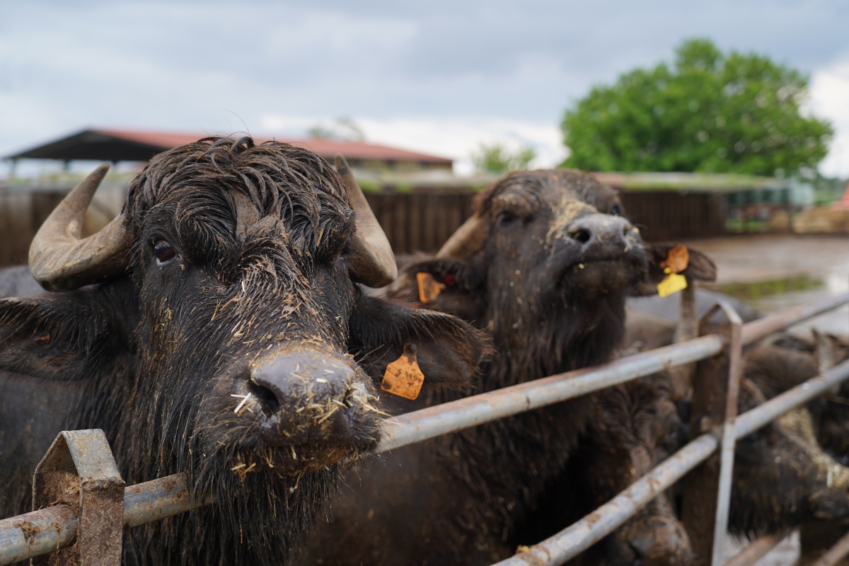 Presso l'allevamento Boreal di Capaccio Paestum sono presenti 1.600 bufale